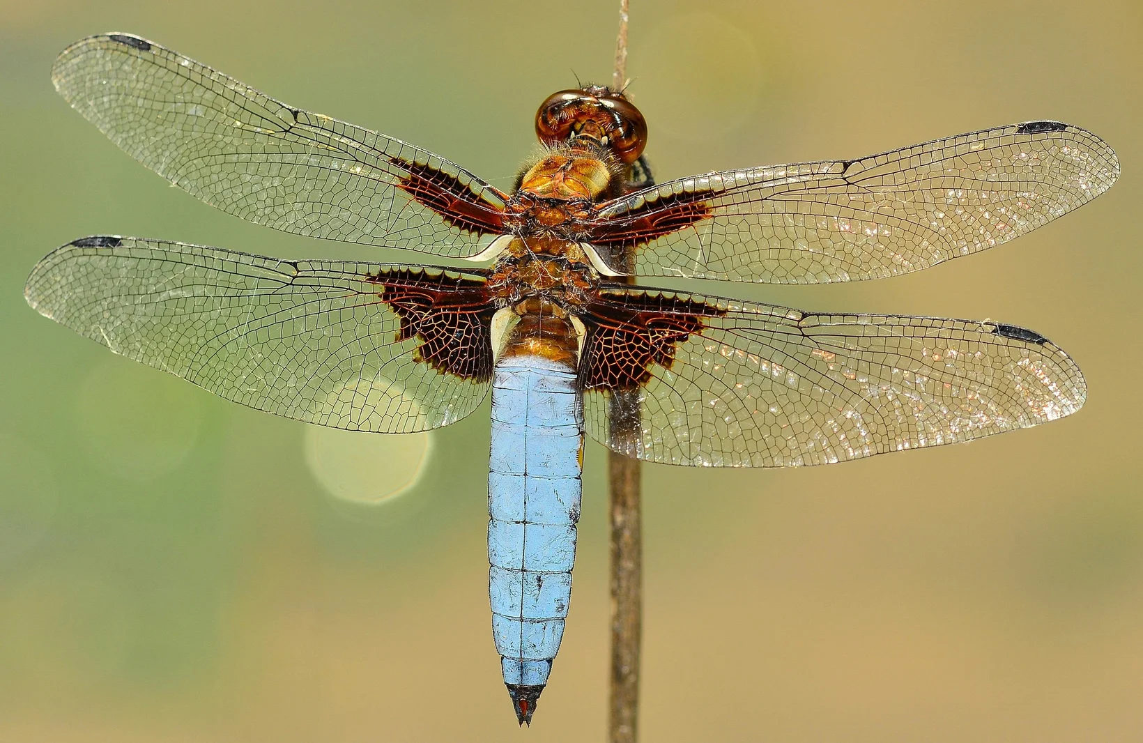 Plattbauchlibelle blau und braun