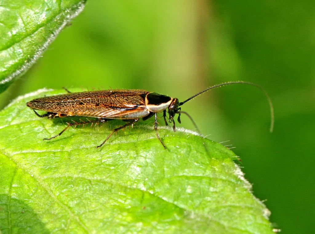 Waldschabe auf grünem Blatt