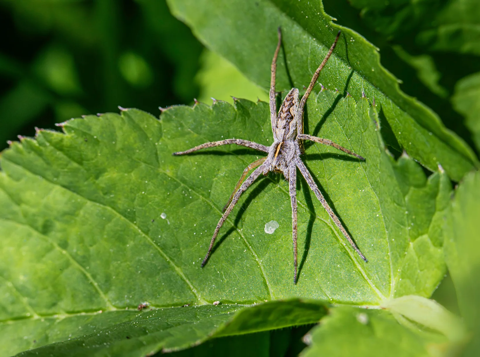 Kräftige, grau gefärbte Raubspinne auf grünem Blatt