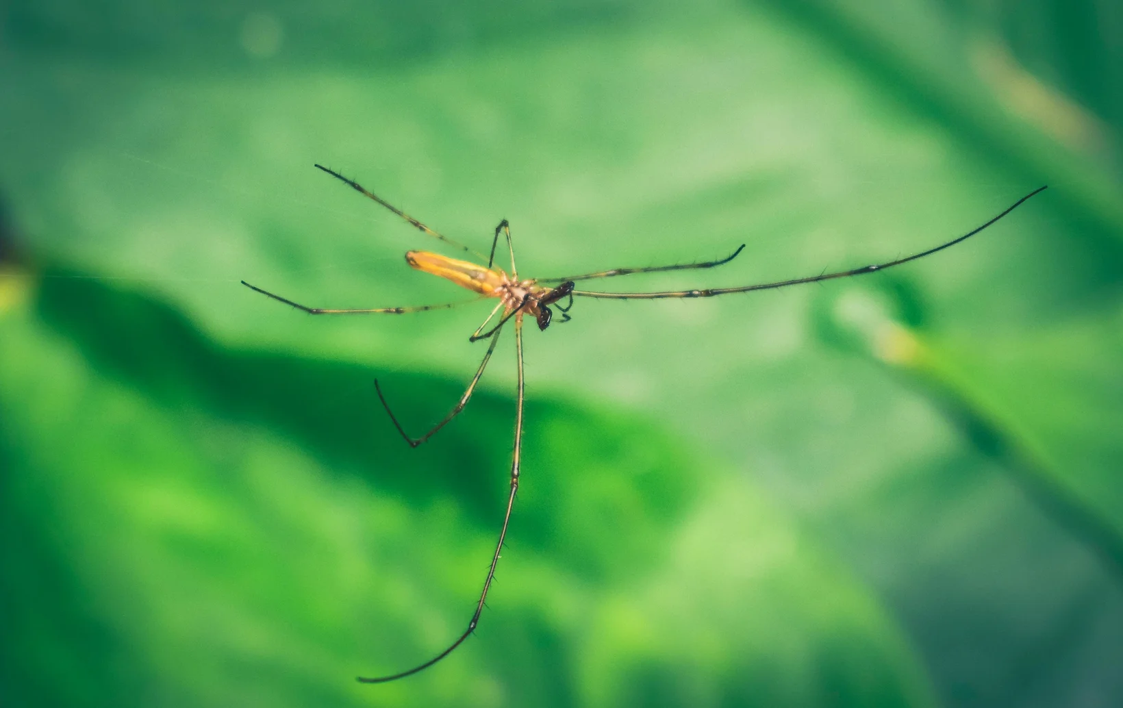 Spinne mit langen ausgestreckten Beinen