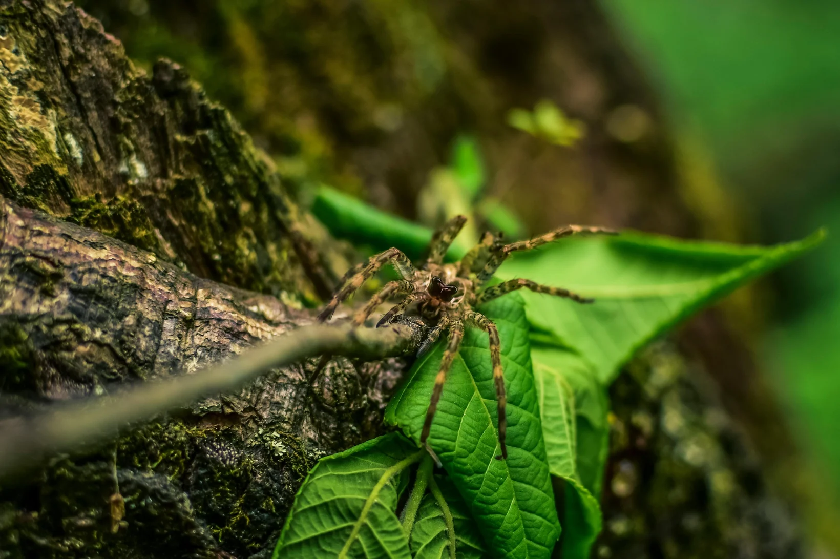 Spinne mit Musterungen an Beinen und Körper auf grünem Blatt