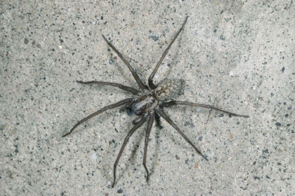 Graue Hausspinne auf grauem Stein