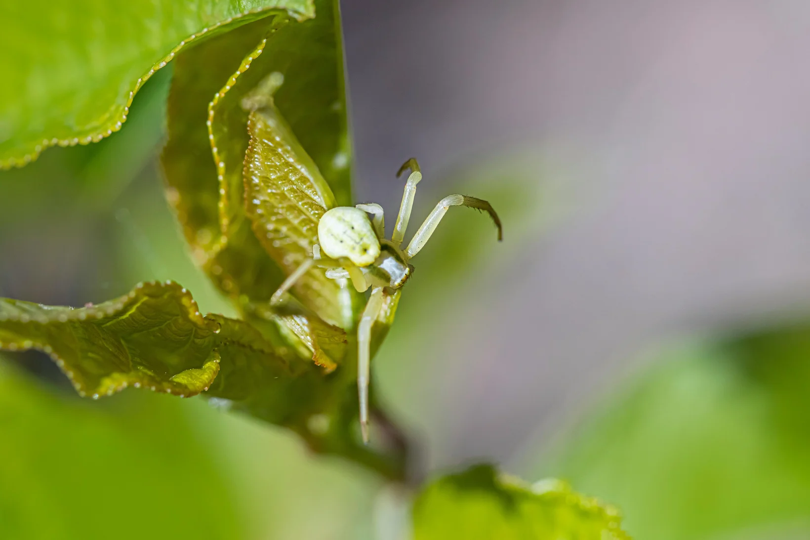 Weissgefärbte Krabbenspinne auf grünem Blatt