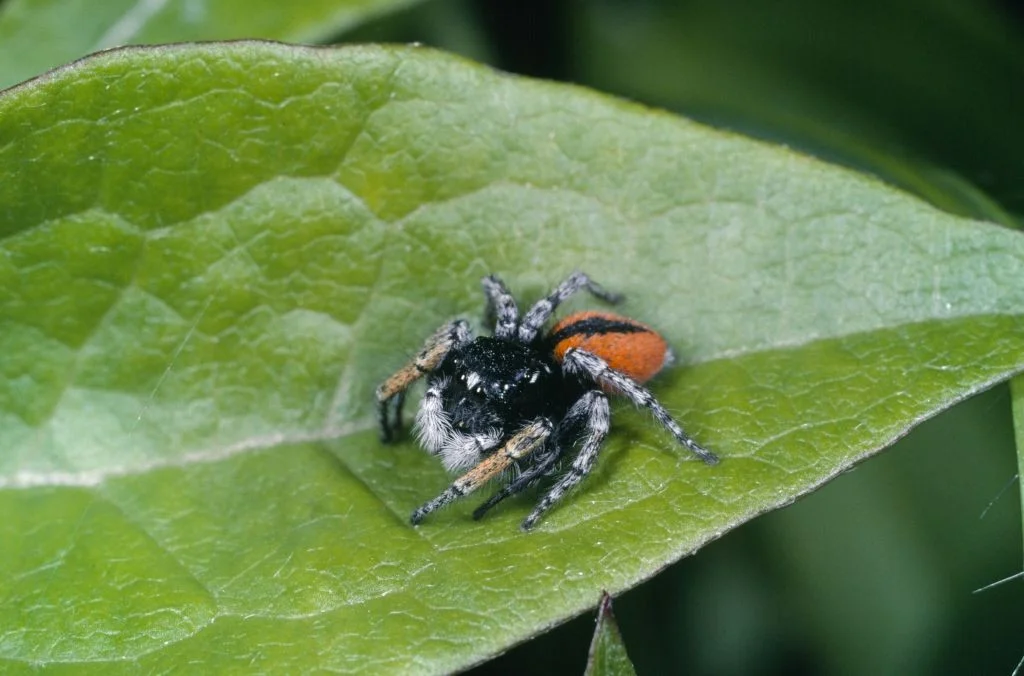 Springspinne mit rotem Hinterleib auf grünen Blatt