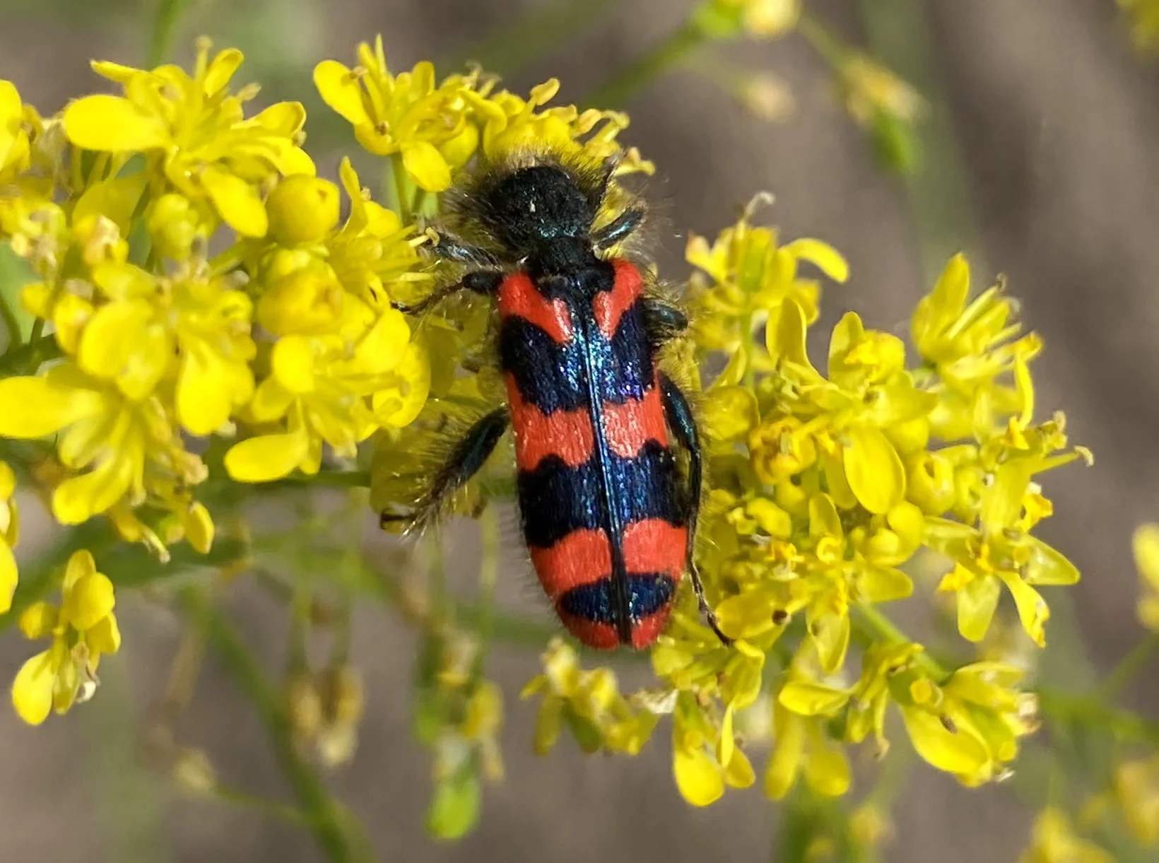 Ein schwarz-roter Bienenkäfer auf gelben Blüten