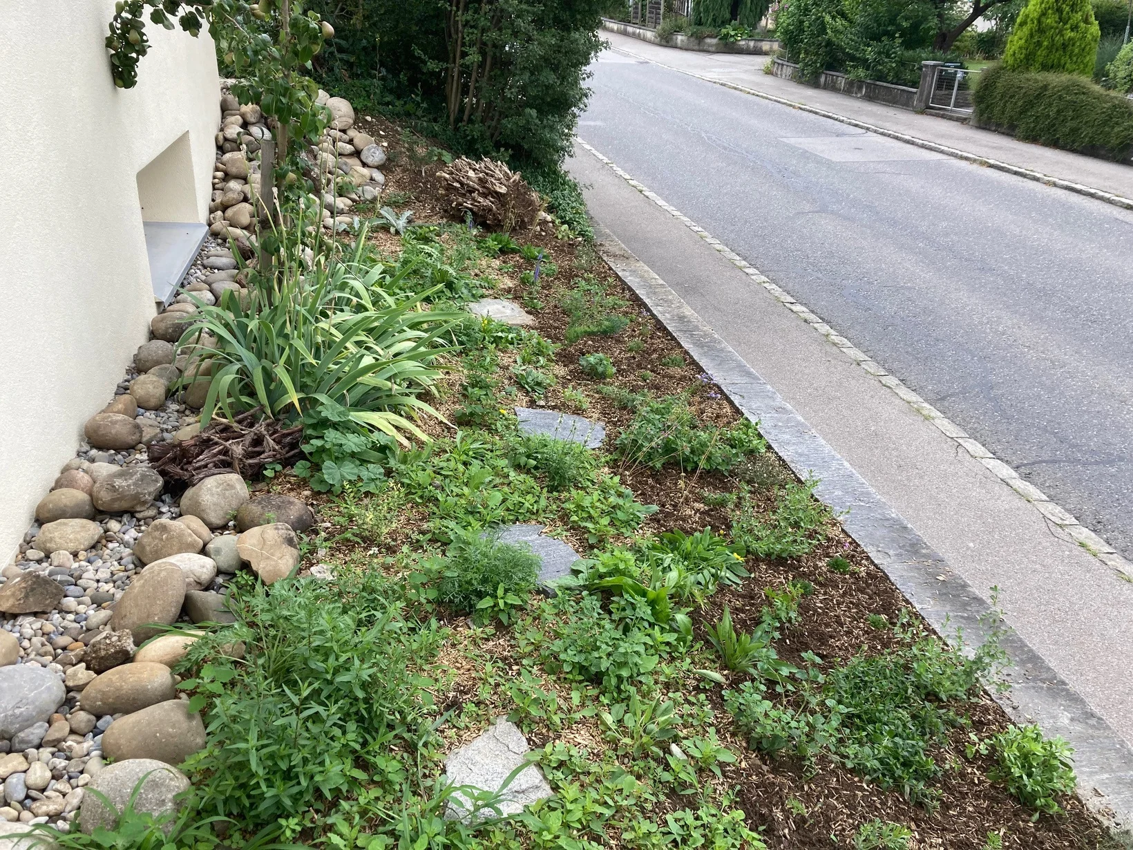 Eine Hälfte der Wildstaudenbepflanzung ist schon gejätet