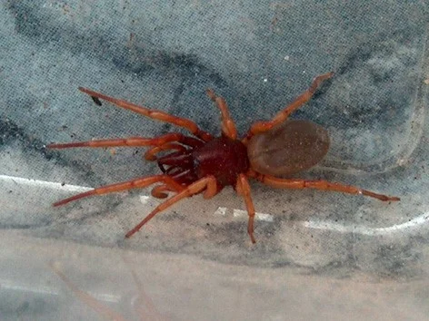 Eine rotorange Sechsaugenspinne