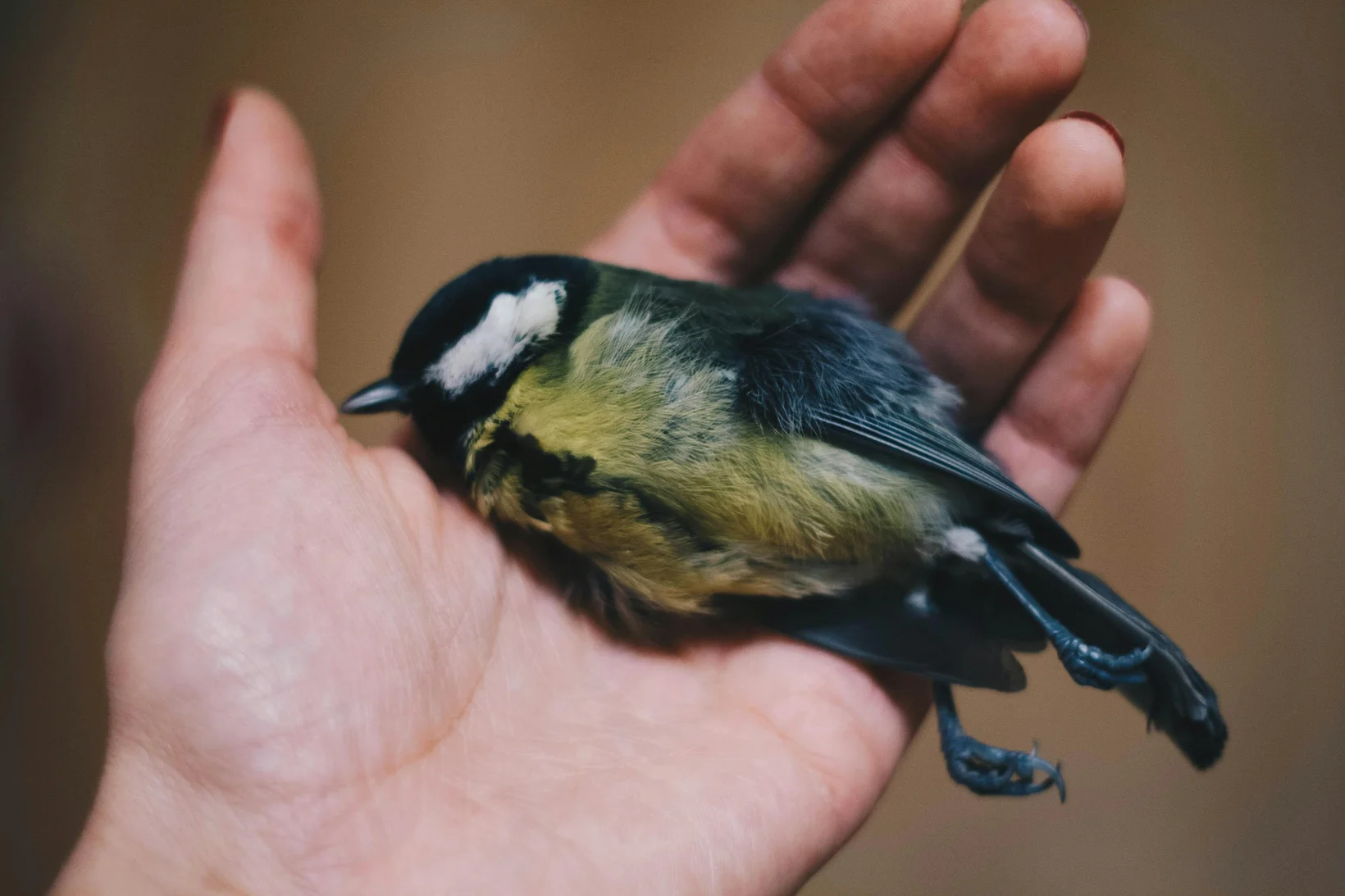 Tote Kohlmeise in einer Hand