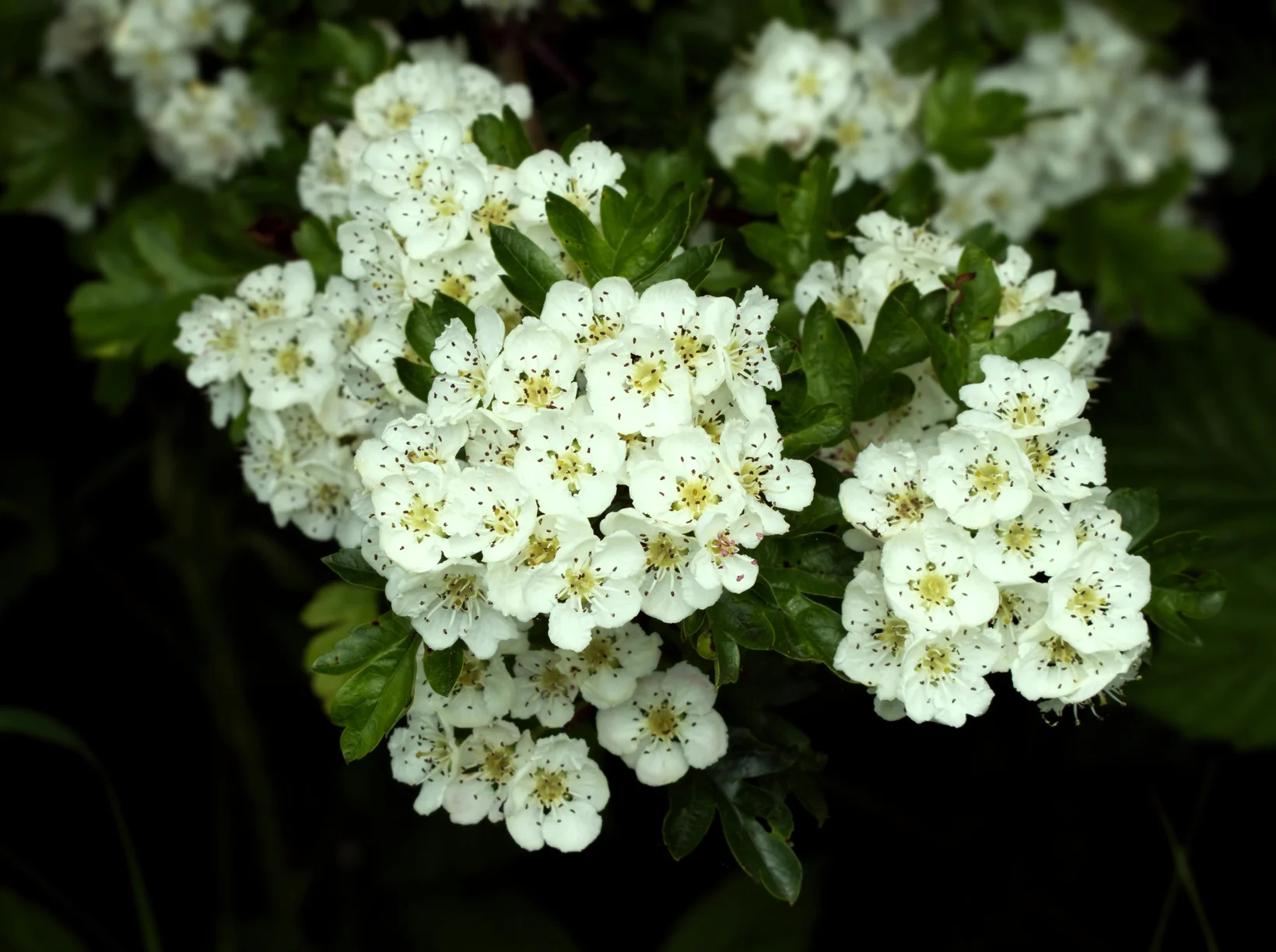 weisse Weissdornblüten