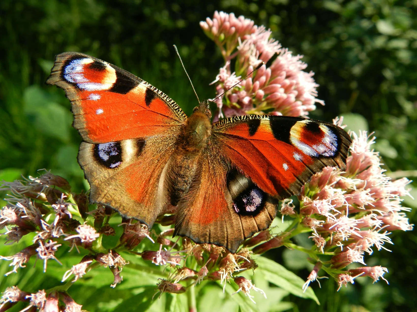 Tagpfauenauge auf Wasserdostblüte