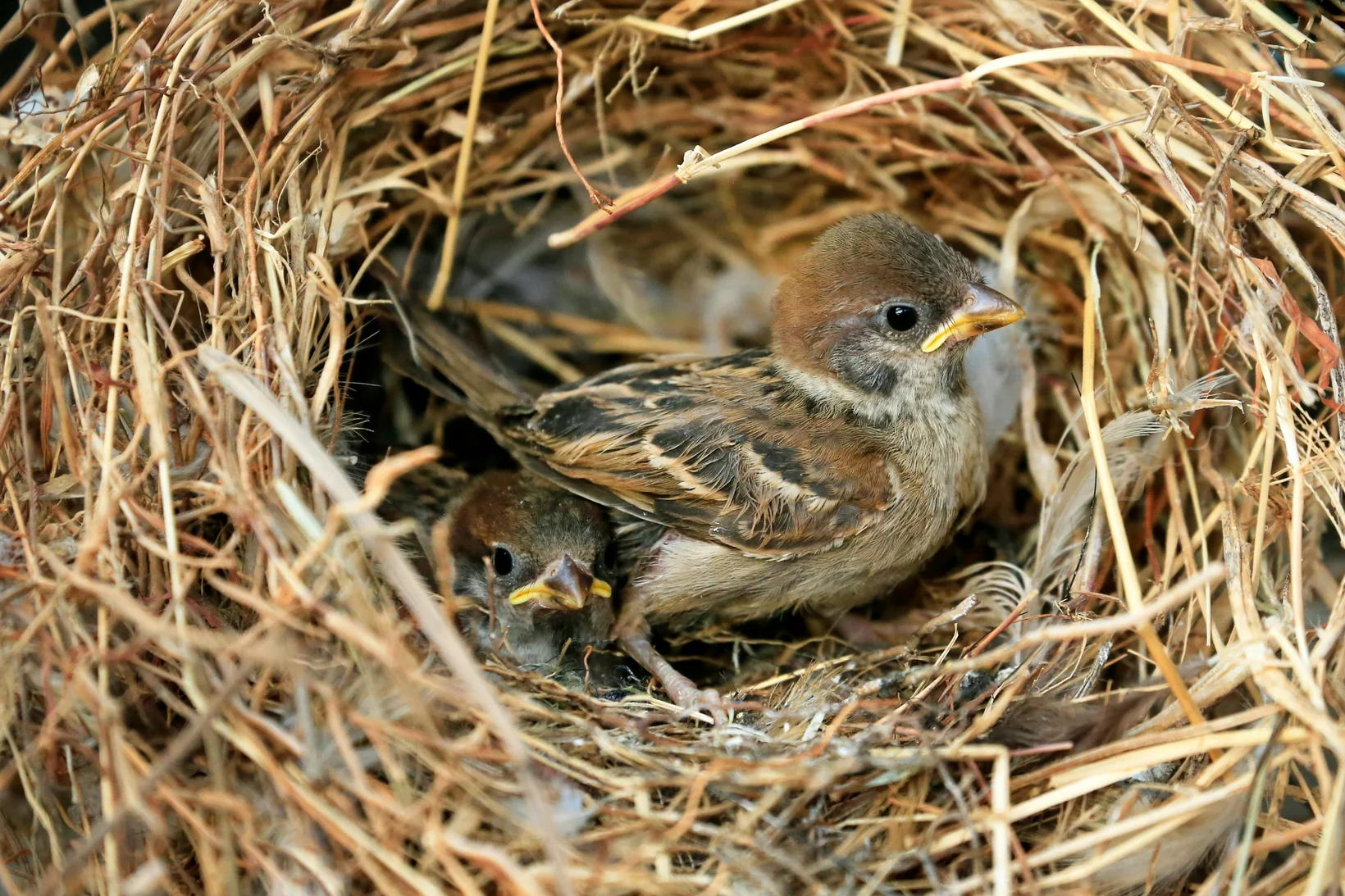 Junge Spatzen im Nest