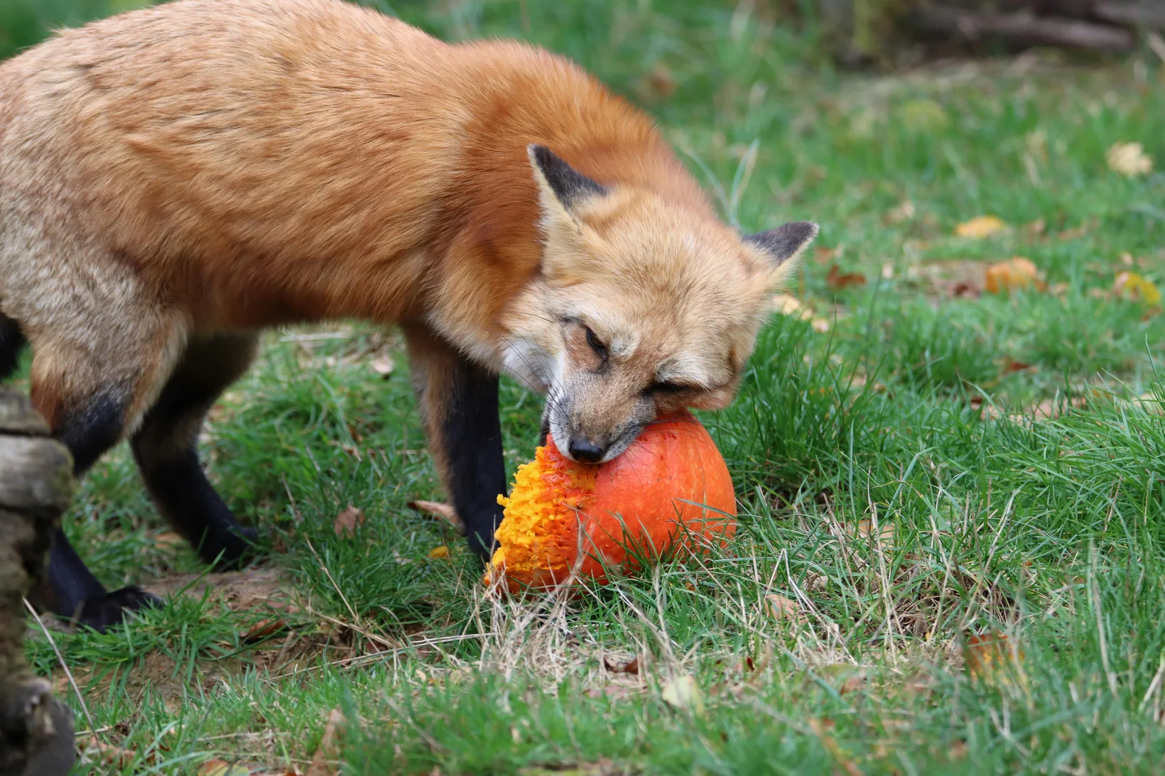 Red fox eating pumpkin outdoors