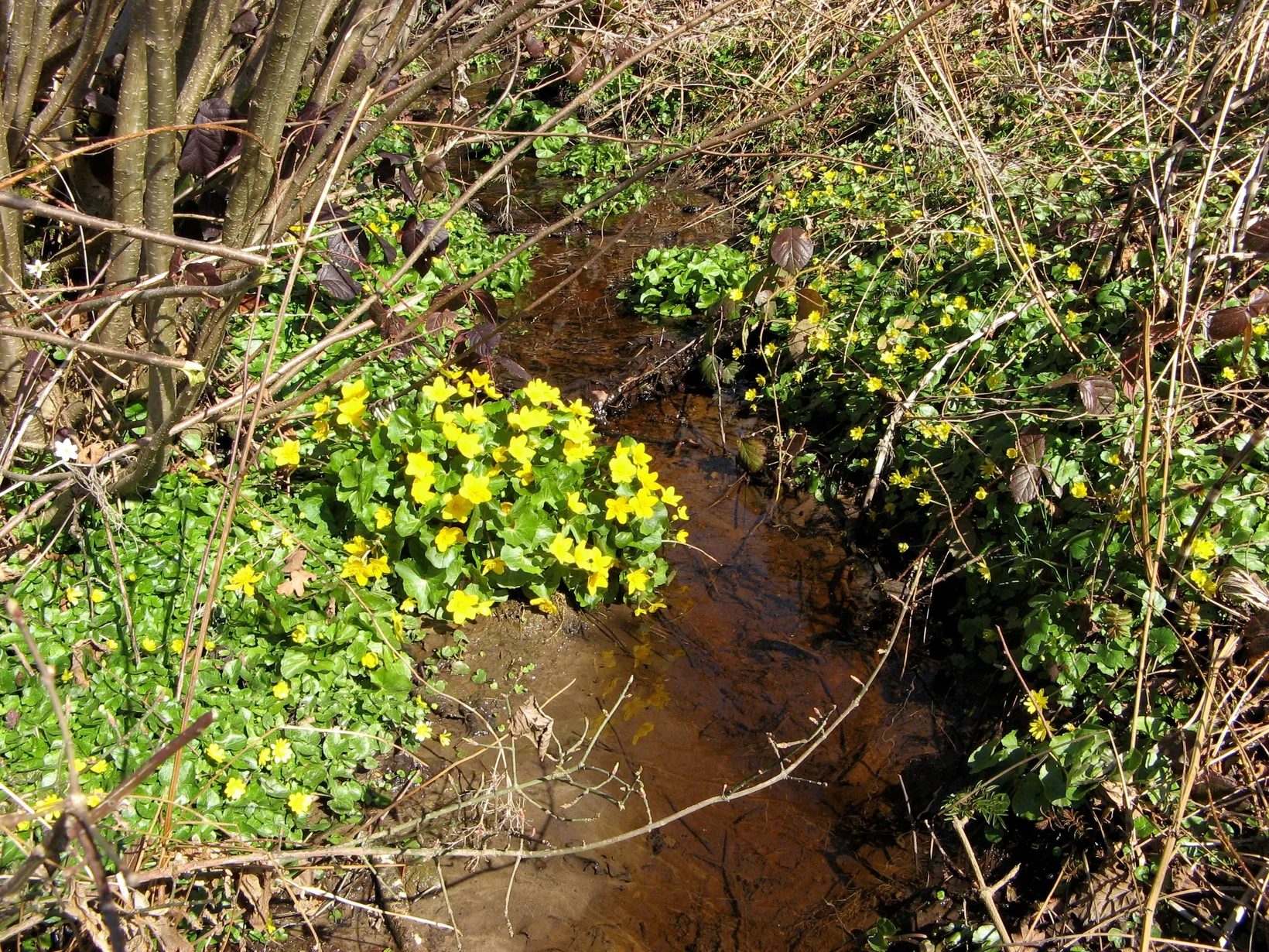 Quelle mit gelben Blumen