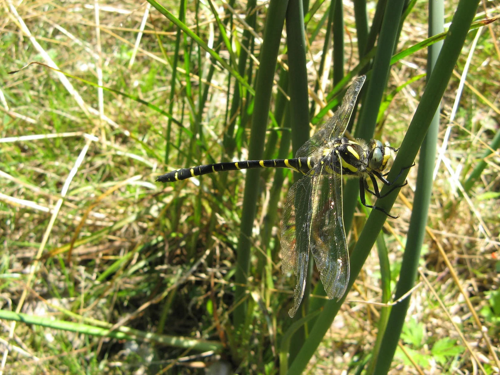 Eine schwarz gelbe Libelle sitzt auf einem Pflanzenstengel