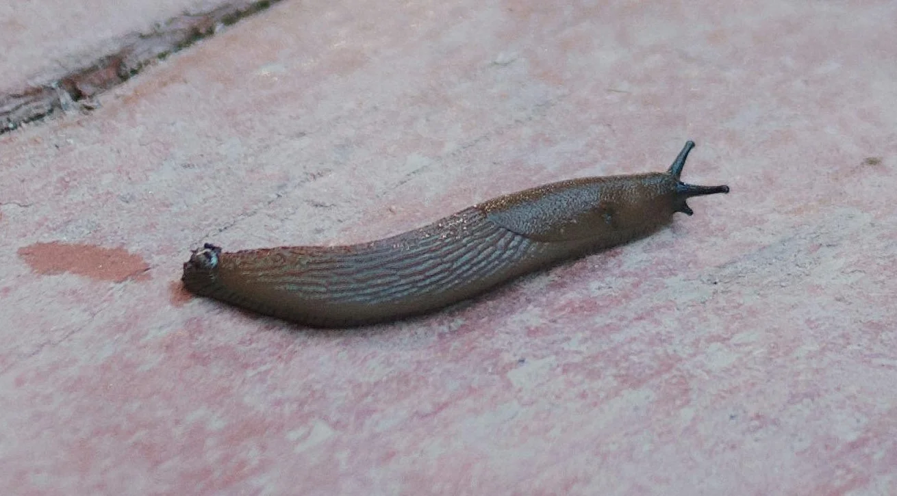 Spanische Wegschnecke auf einem Brett