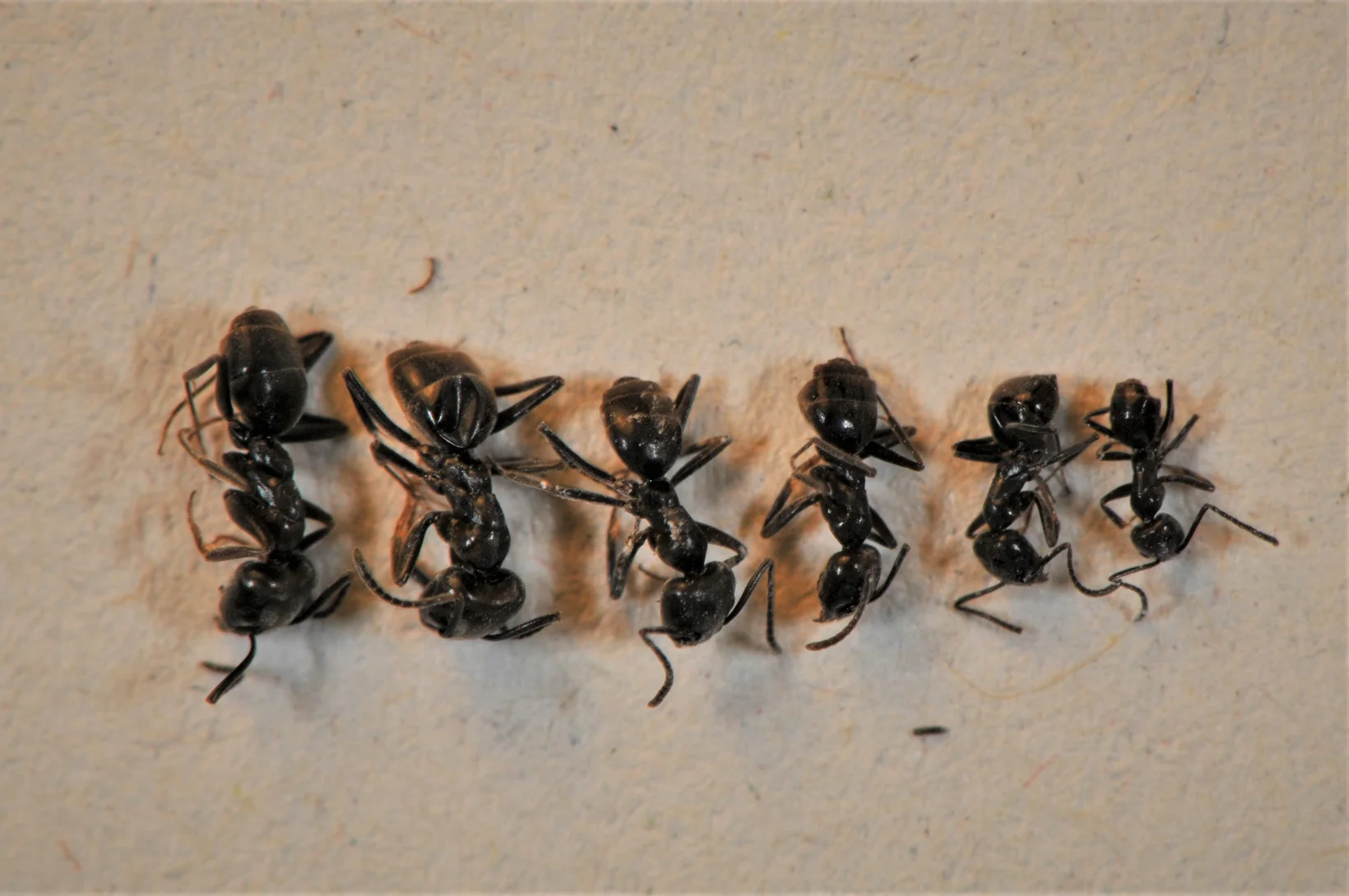 Grosse Drüsenameise