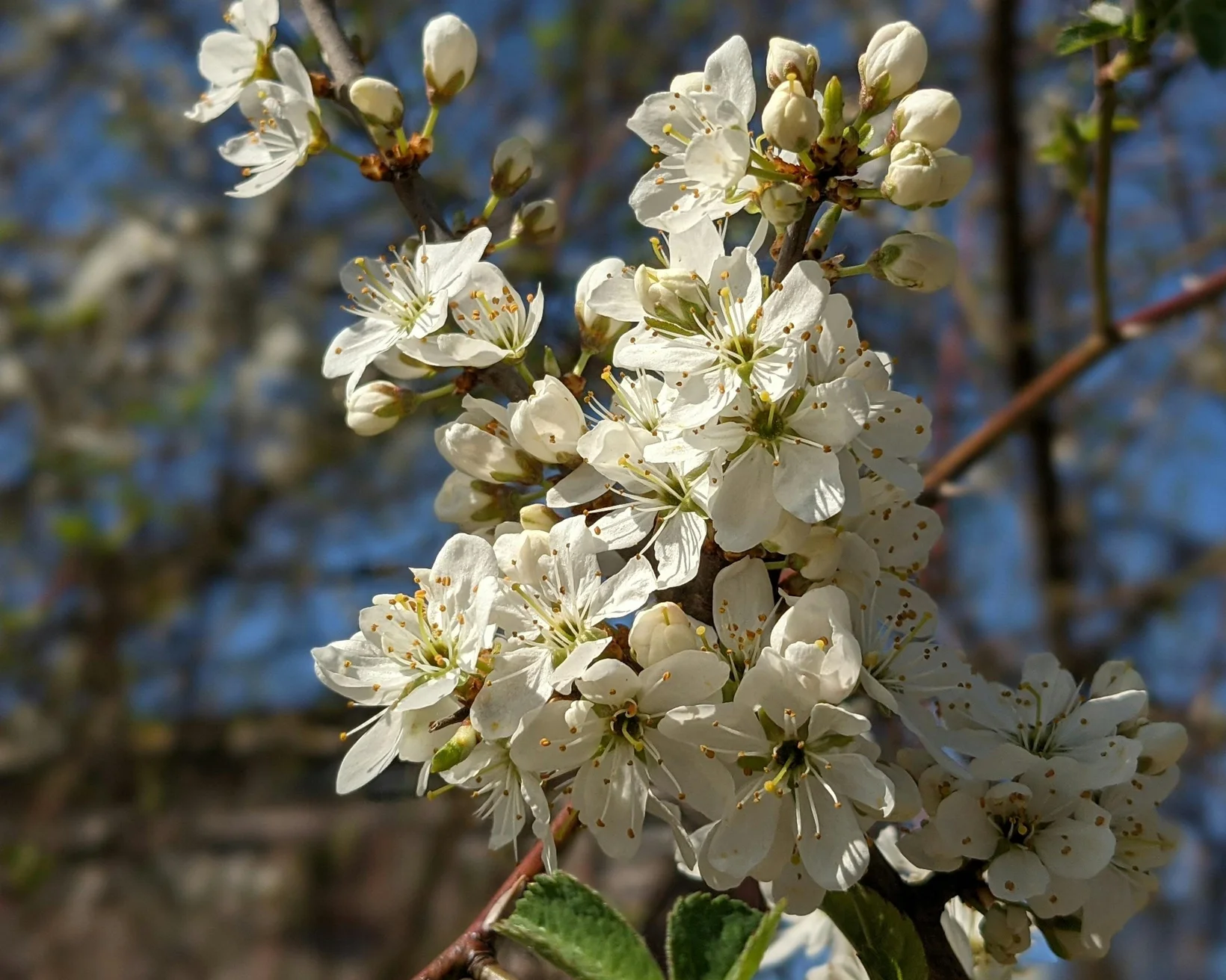 Weisse Blüten des Schwarzdorns