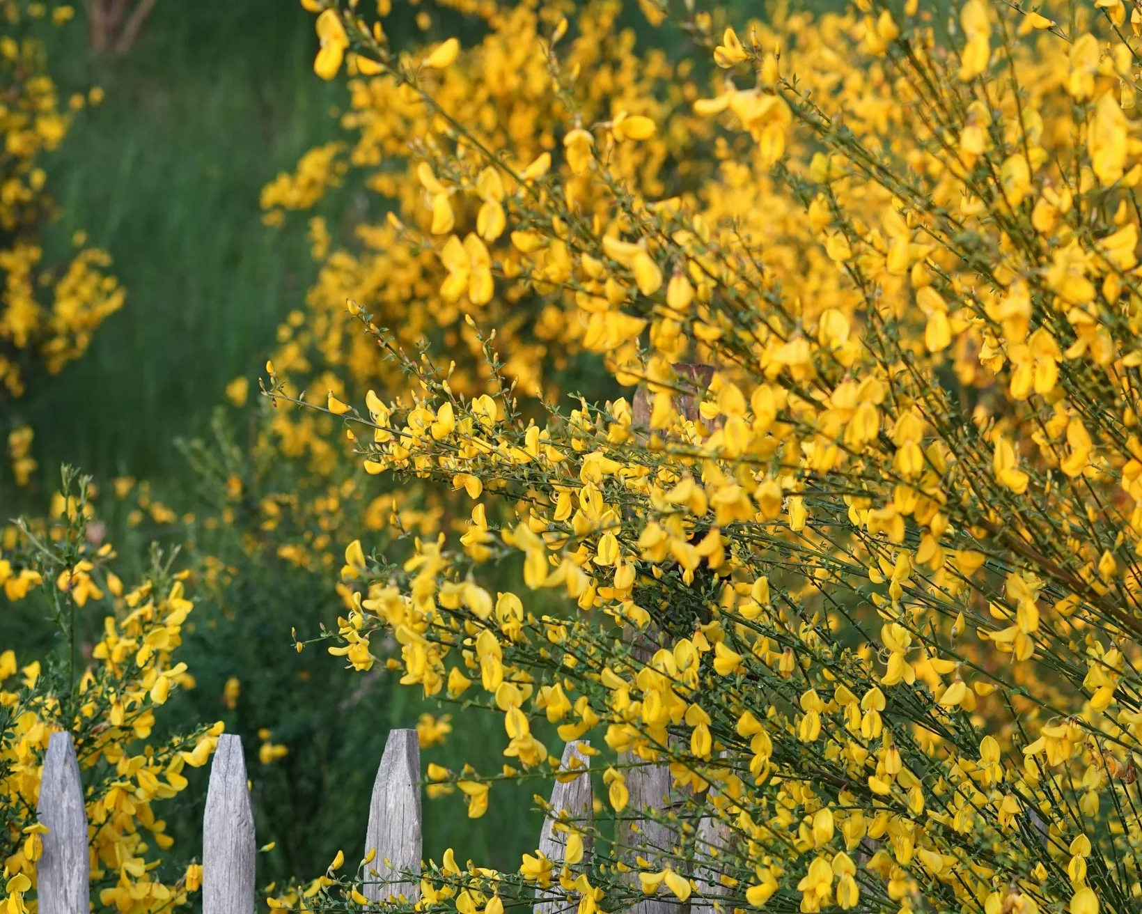Gelbe Blüten des Besenginsters