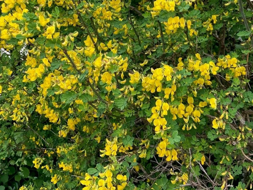 Gelbe Blüten der Strauchwicke