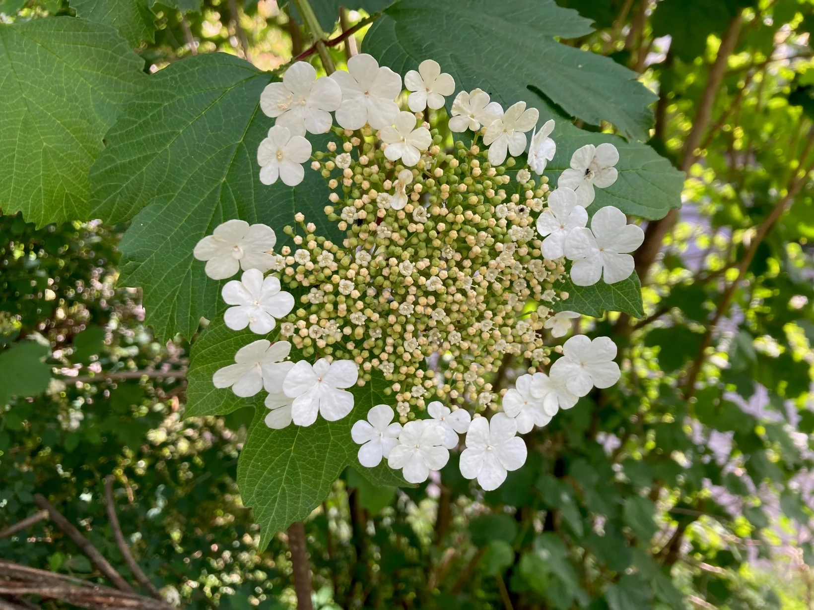 Weisse Blüten des Gemeinen Schneeballs