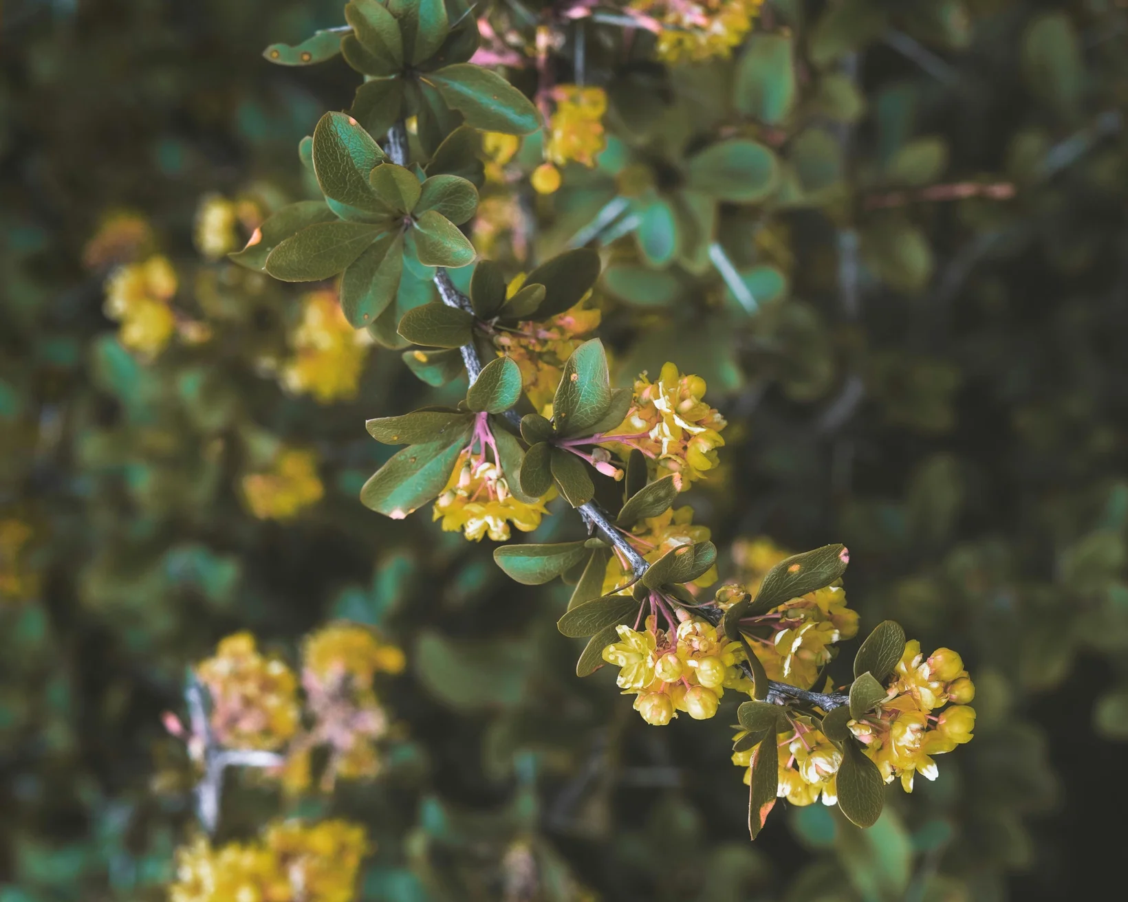 Cremegelbe Blüten der Berberitze