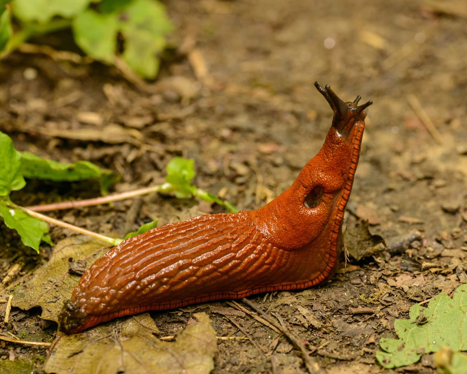 Nacktschnecke streckt Kopf nach oben
