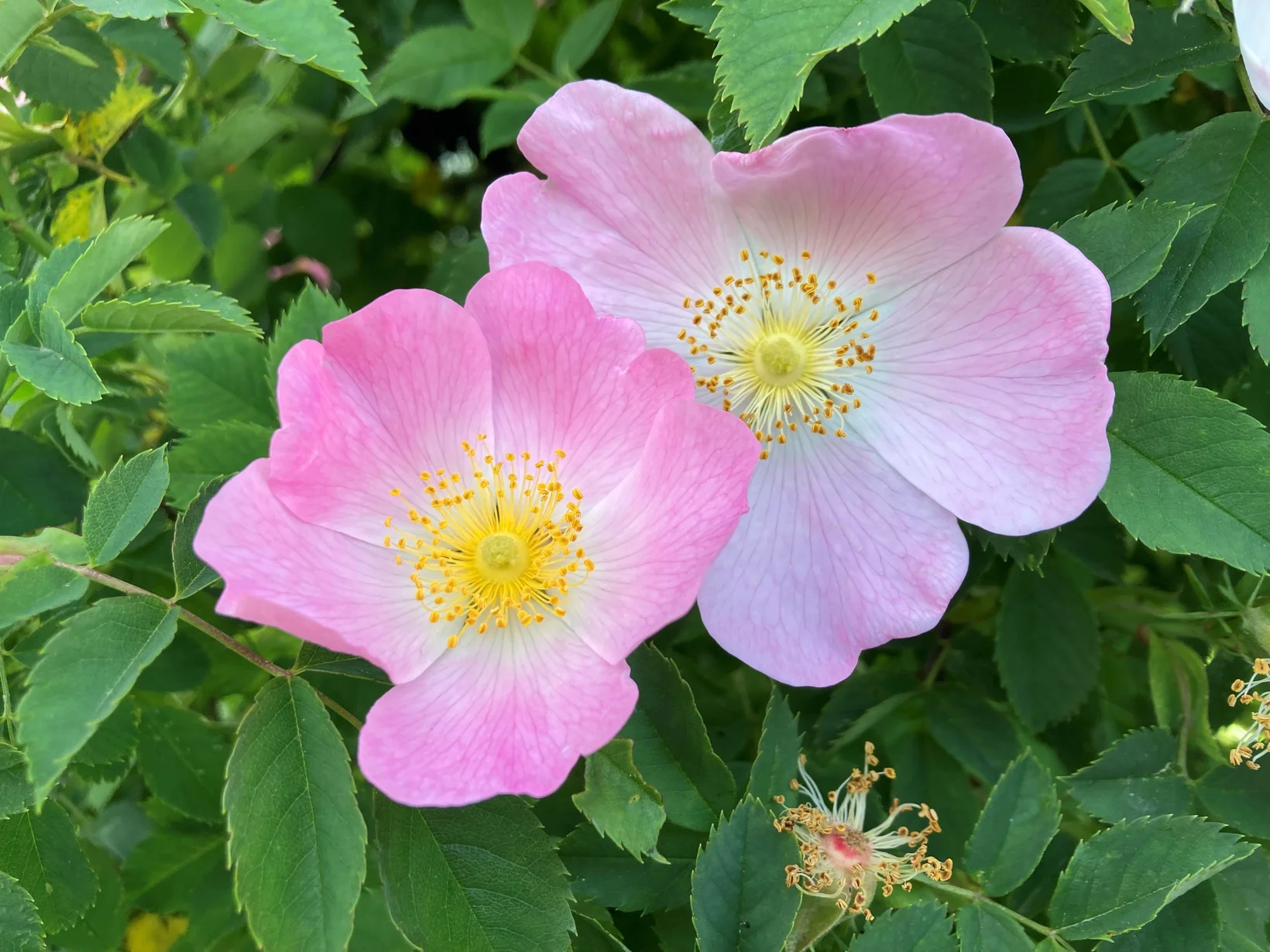 Zwei rosa Blüten der Hundsrose