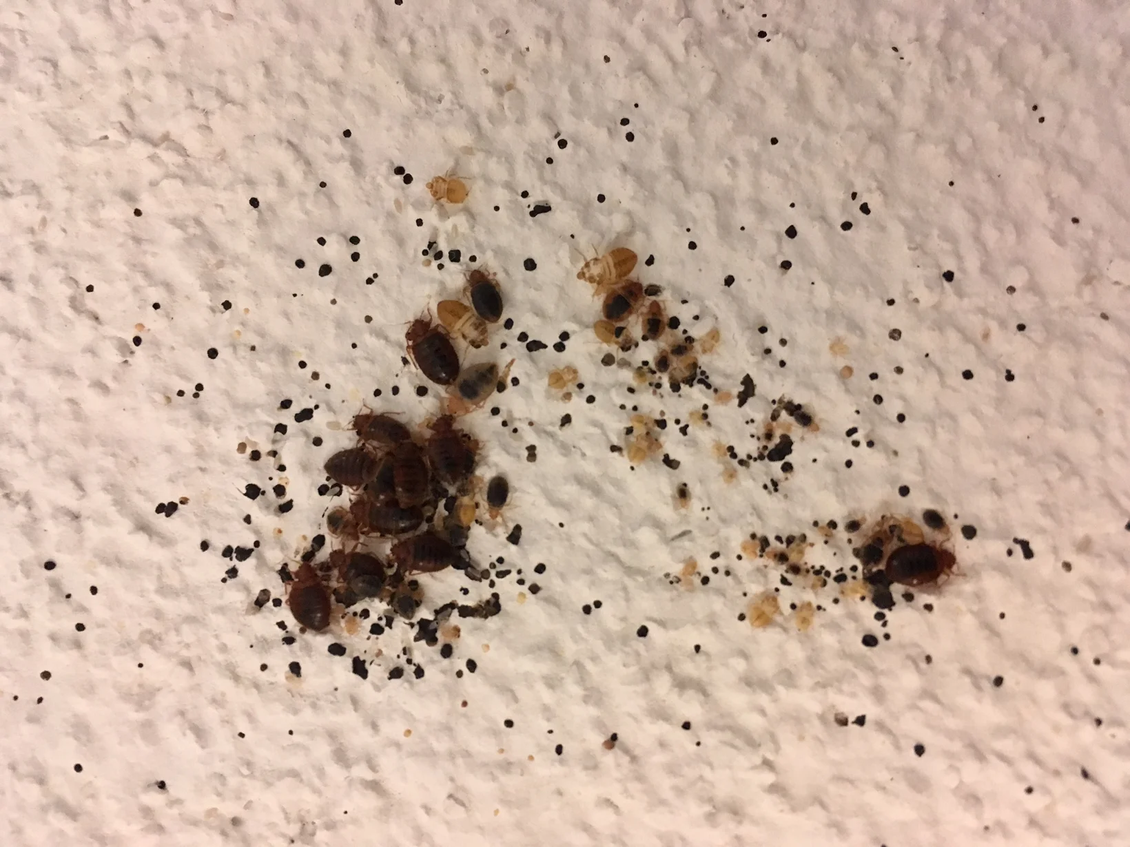 Verschmutzte Wand durch Bettwanzenkot und Häutungsreste
