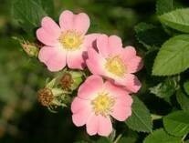 Rosa Blüten der Weinrose