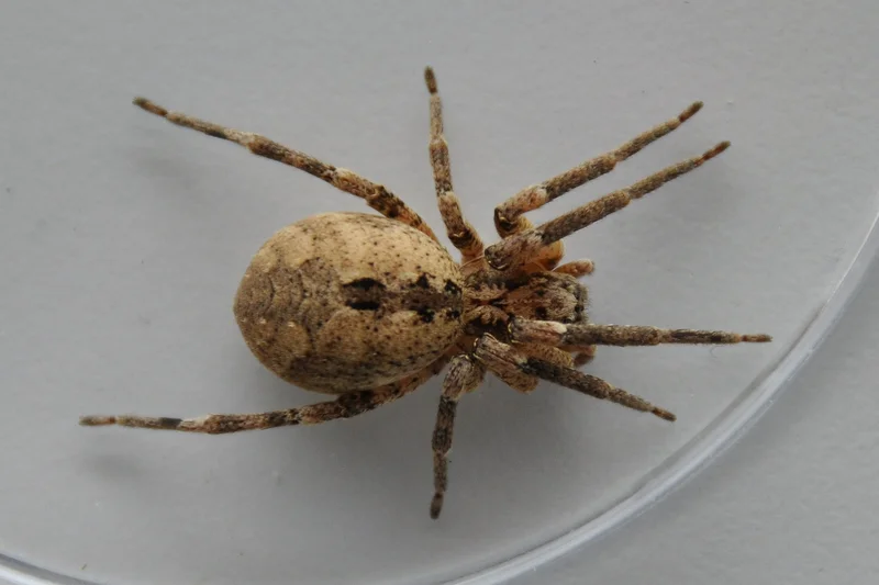 Nosferatu Spinne in Petrischale