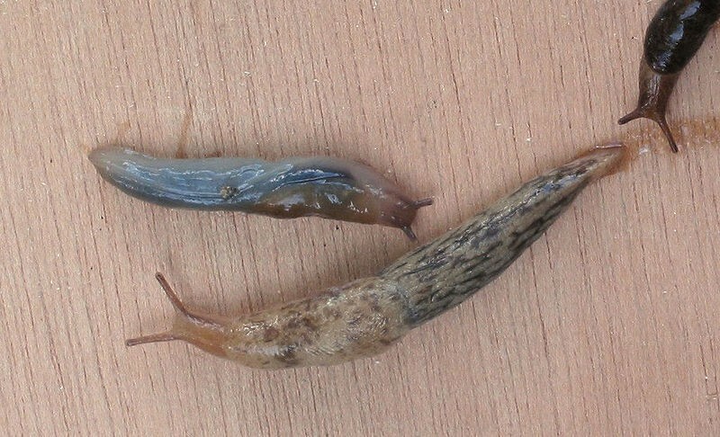 Drei Exemplare der genetzten Ackerschnecke
