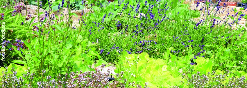 Die Wildstaudengärtnerei Umweltberatung Luzern