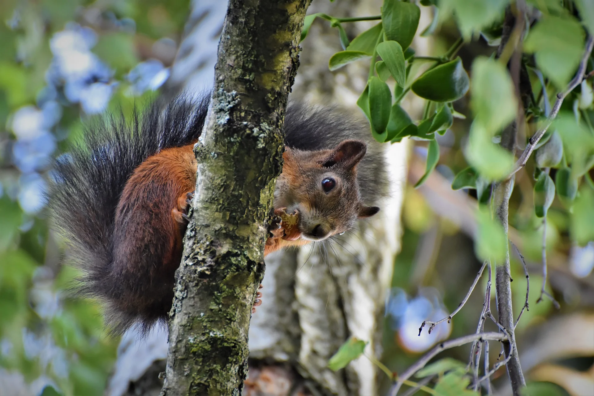 Eichhörnchen Umweltberatung Luzern