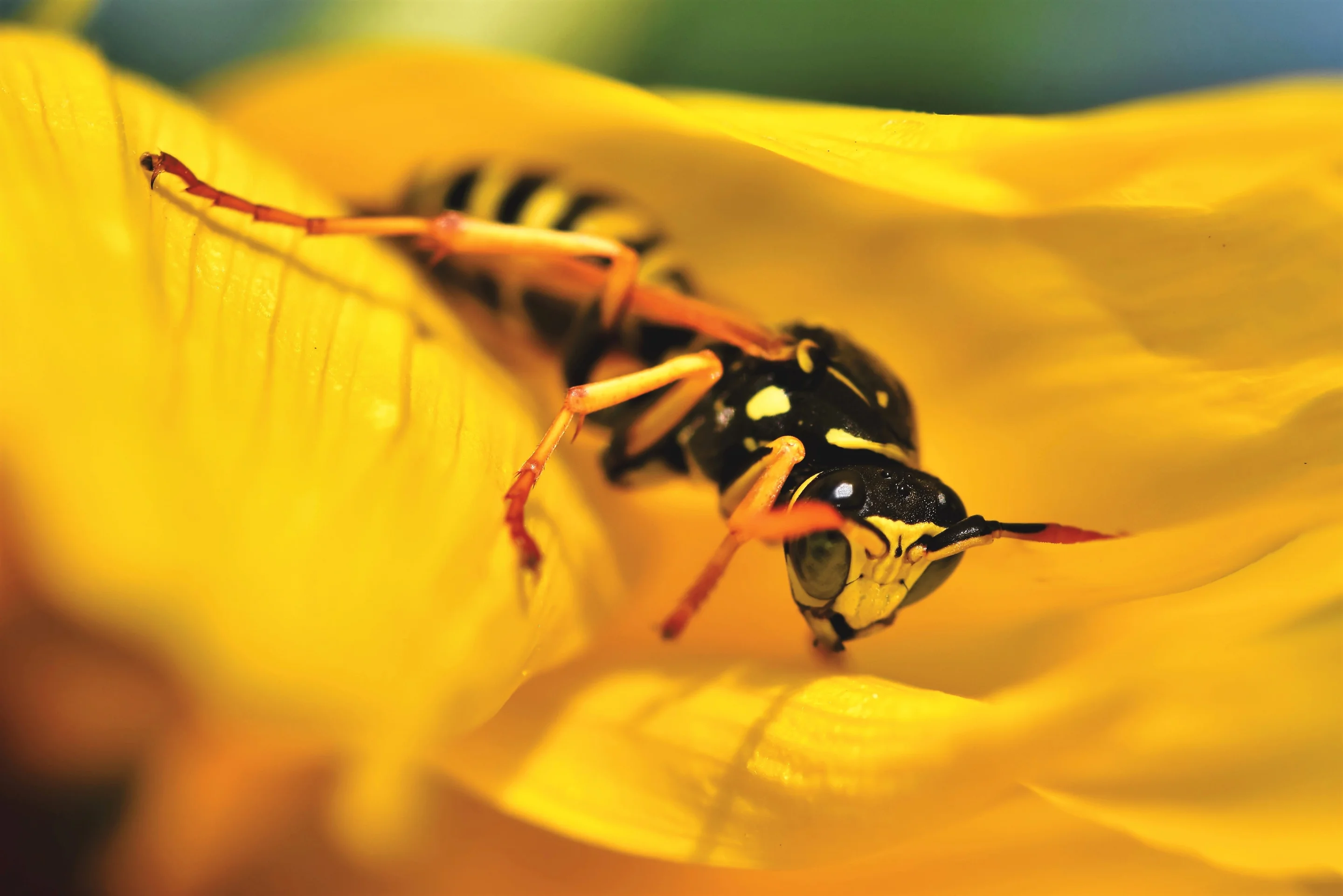 Wespennest-Attrappen 4er Set – Künstliche Nester Zur Abwehr Von Wespen & Hornissen