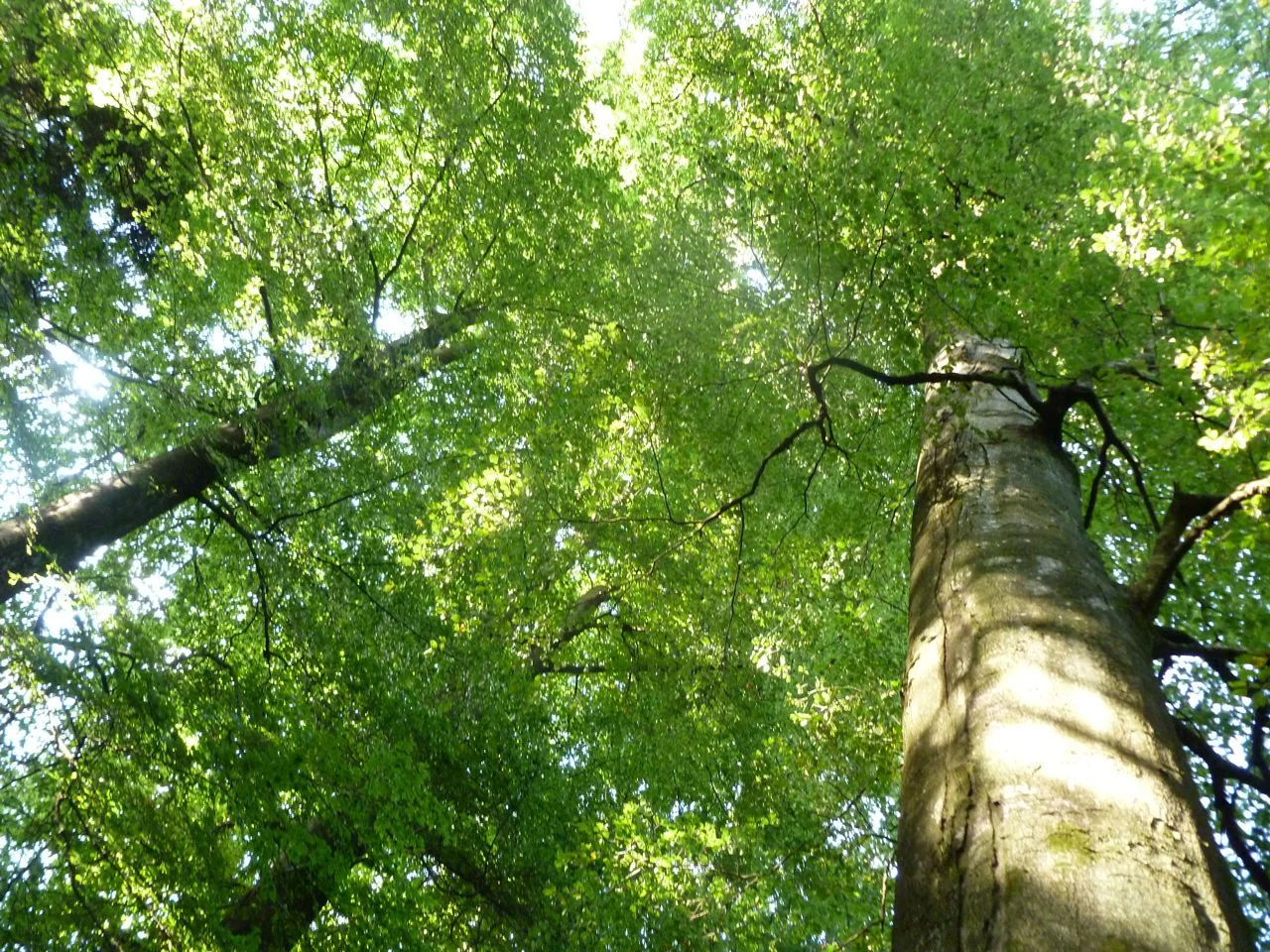 Baum kennenlernen