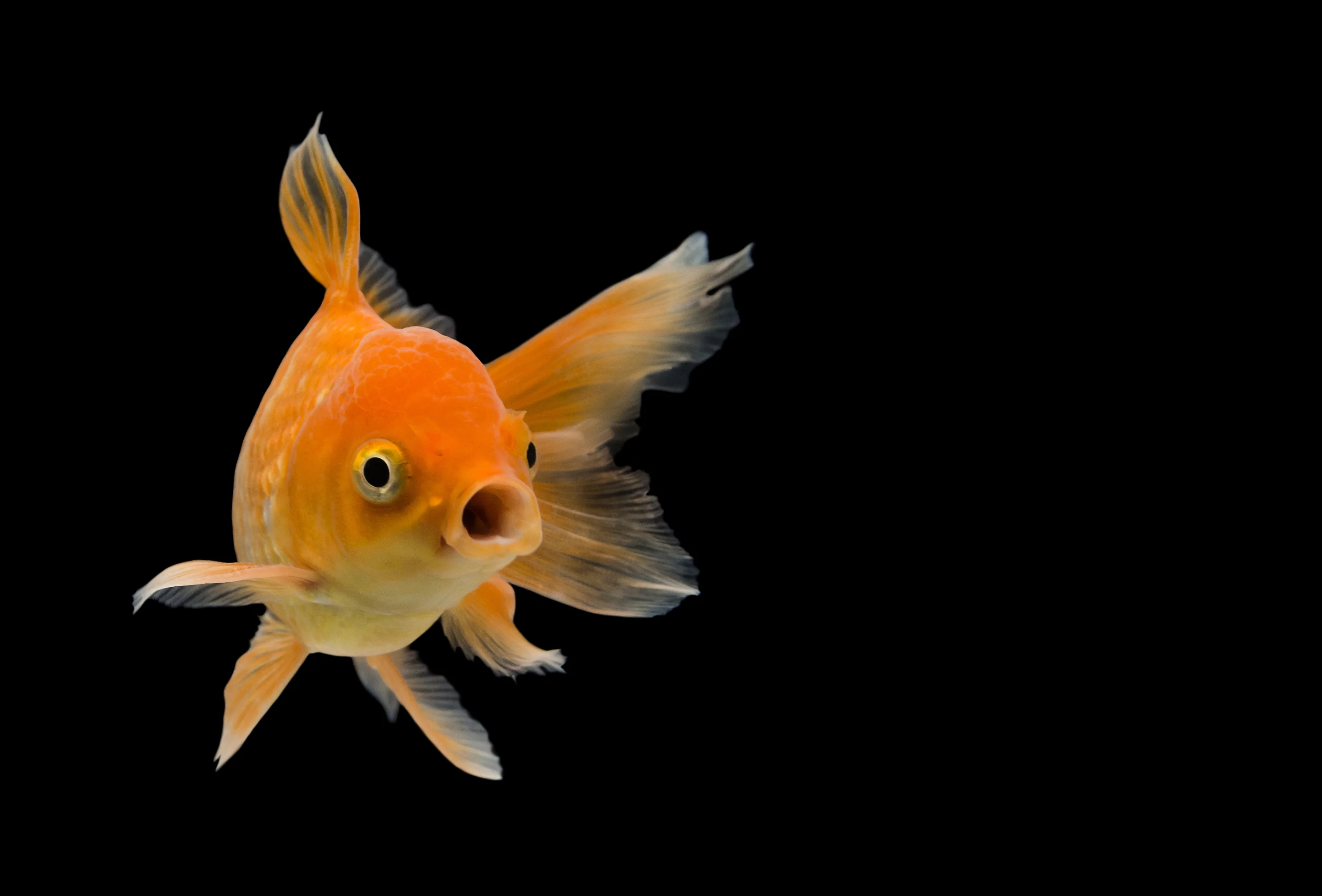 Goldfisch Umweltberatung Luzern Goldfisch Umweltberatung Luzern