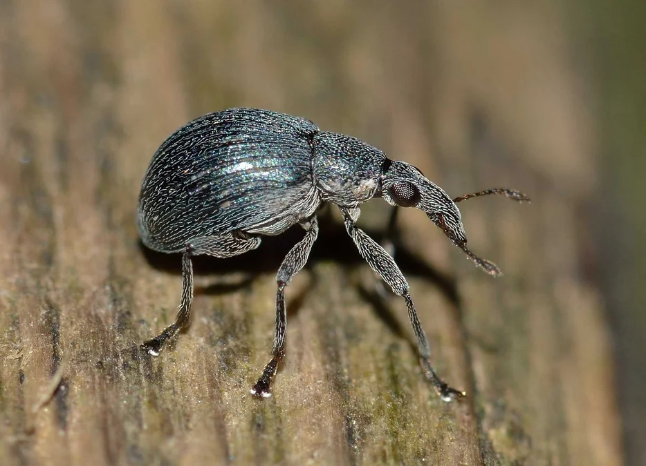 efeu extrakt kaufen Strauch-Efeu - Hedera helix arborescens