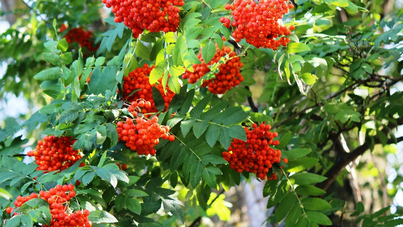 Vogelbeerbaum Umweltberatung Luzern