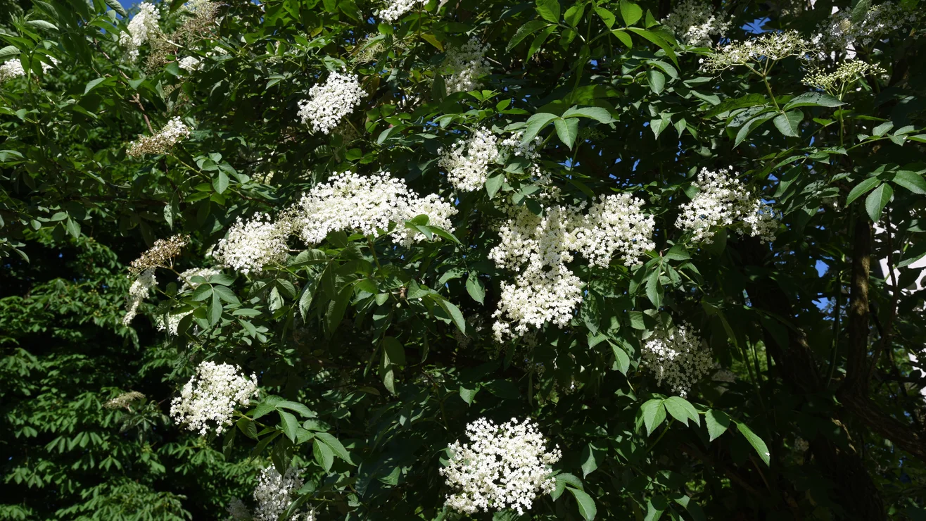 Schwarzer Holunder | Umweltberatung Luzern