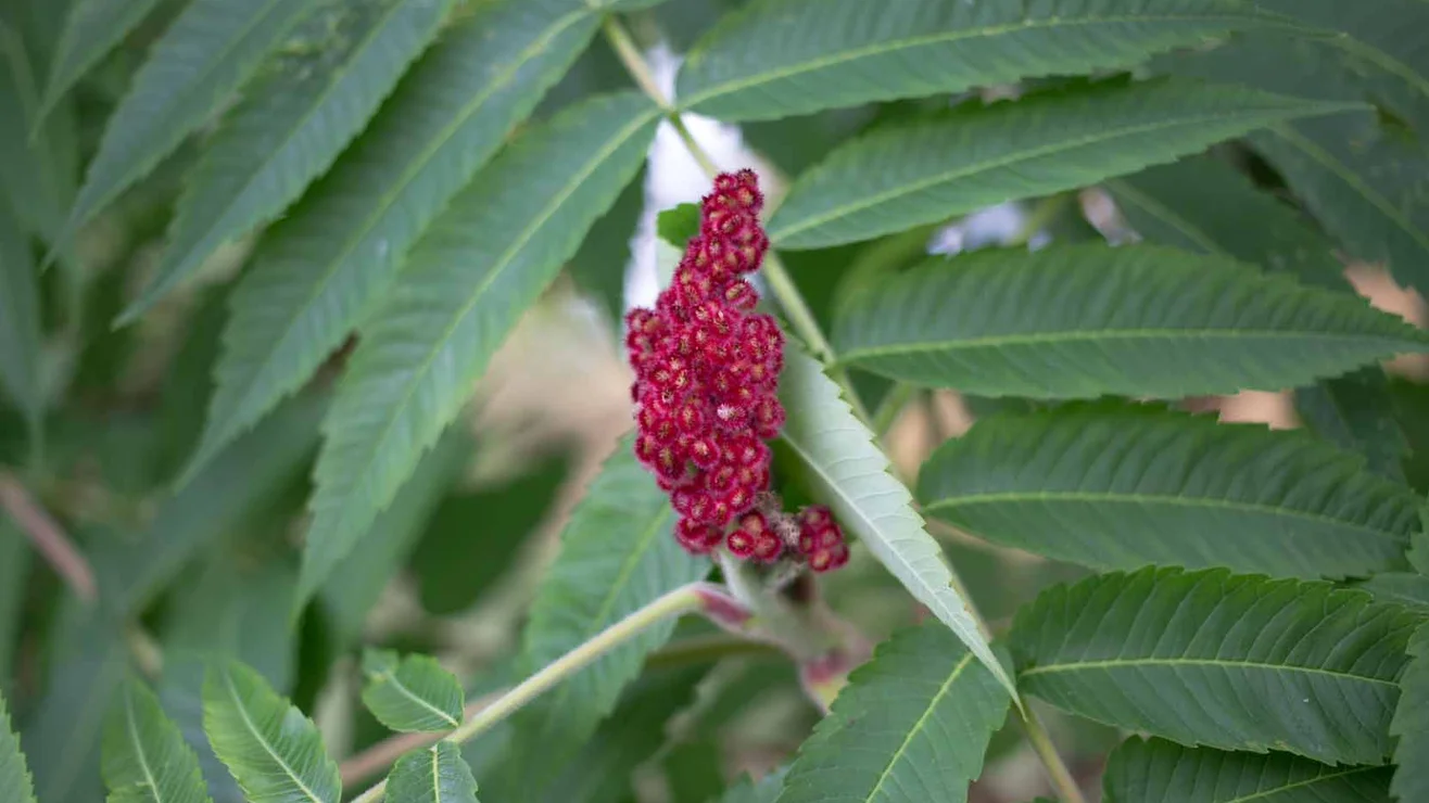 Neobiota gebietsfremde Arten Umweltberatung Luzern