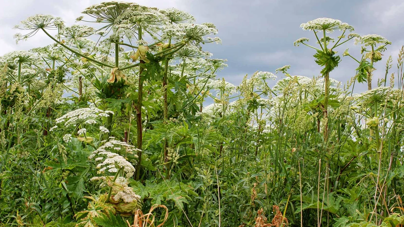 Neophyten Exotische Problempflanzen Umweltberatung Luzern