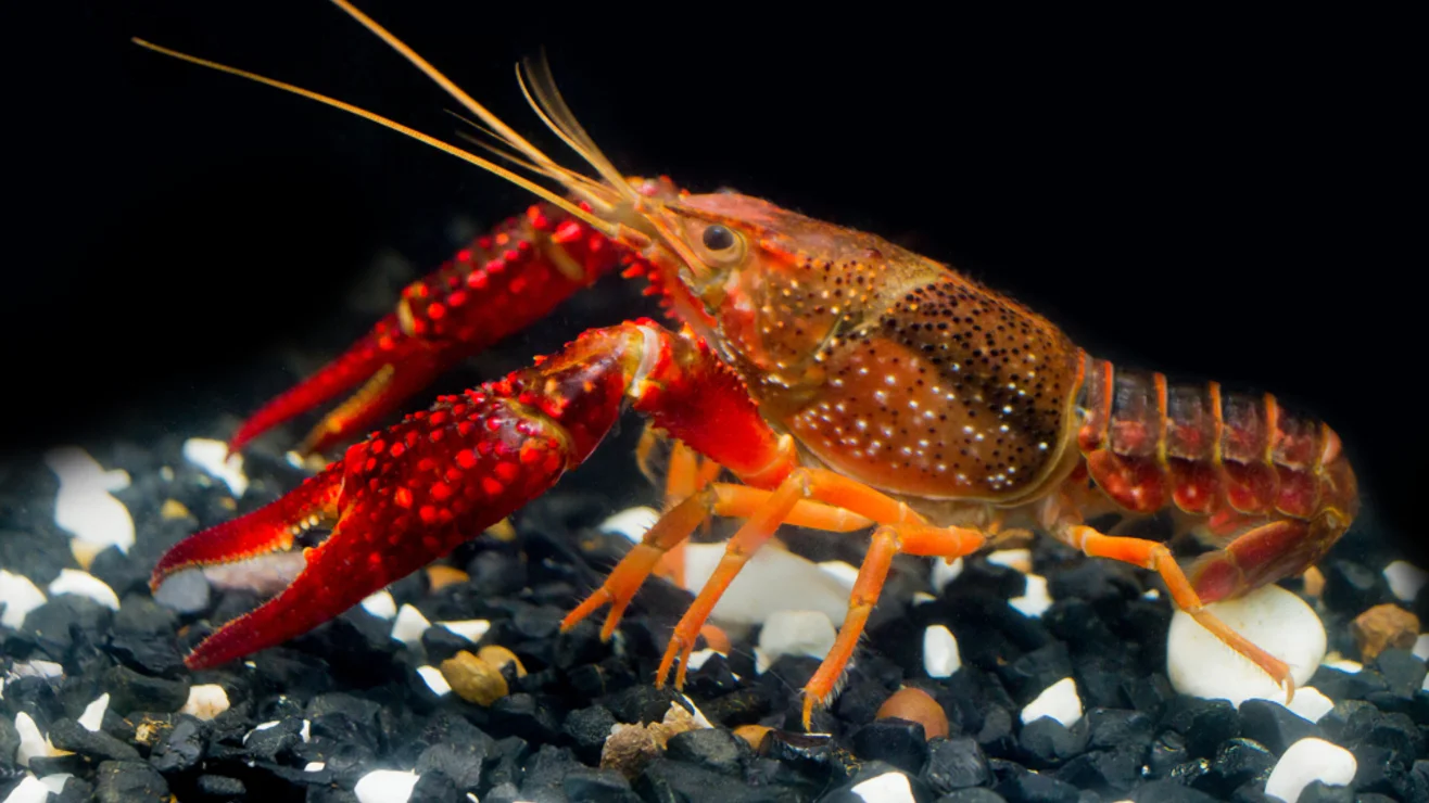 Invasive Krebsarten Umweltberatung Luzern