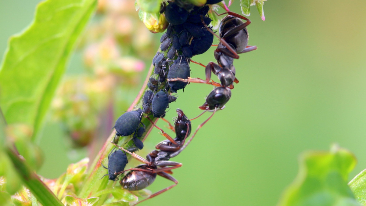 Ameisen an einem Zweig mit Blattläusen