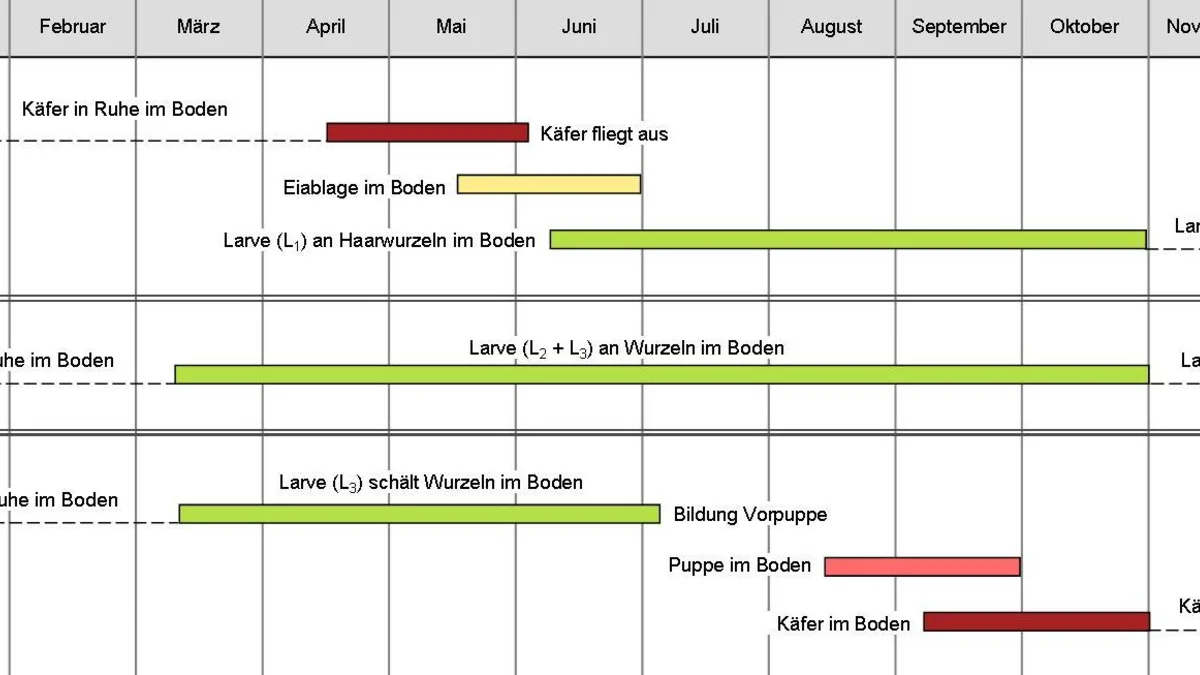 Lebenszyklus Maikäfer Schematische Darstellung des Entwickluszykluses des Maikäfers