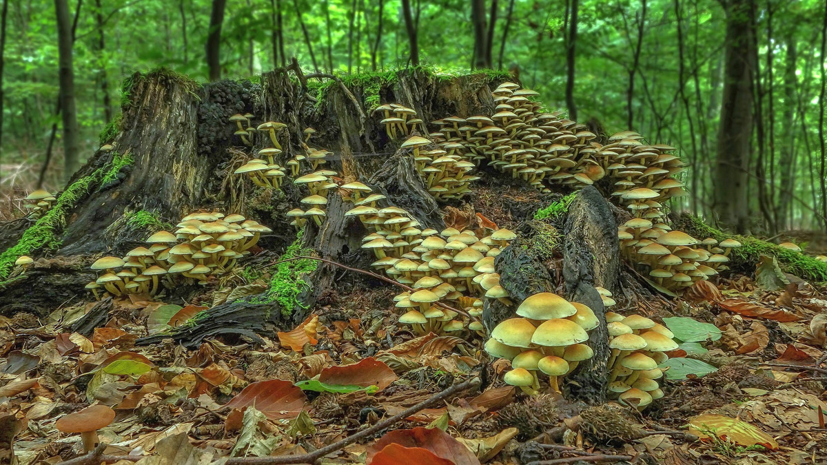 Pilzgruppe auf einem Baumstrunk