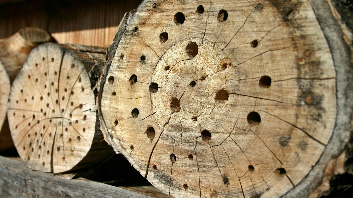  Nisthilfe für Wildbienen: Holzrugeli mit vorgebohrten Löchern. 
