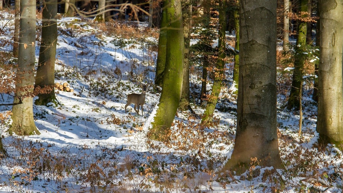 Ein Reh im verschneiten Wald