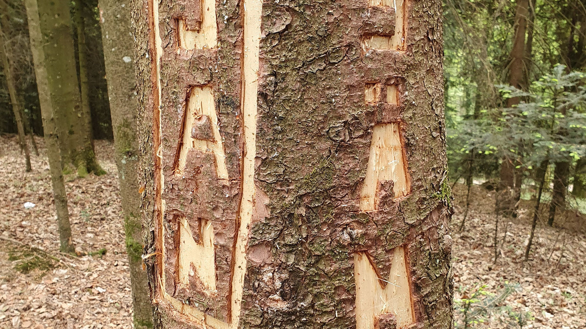 Zeichen in den Baum geschnitzt.