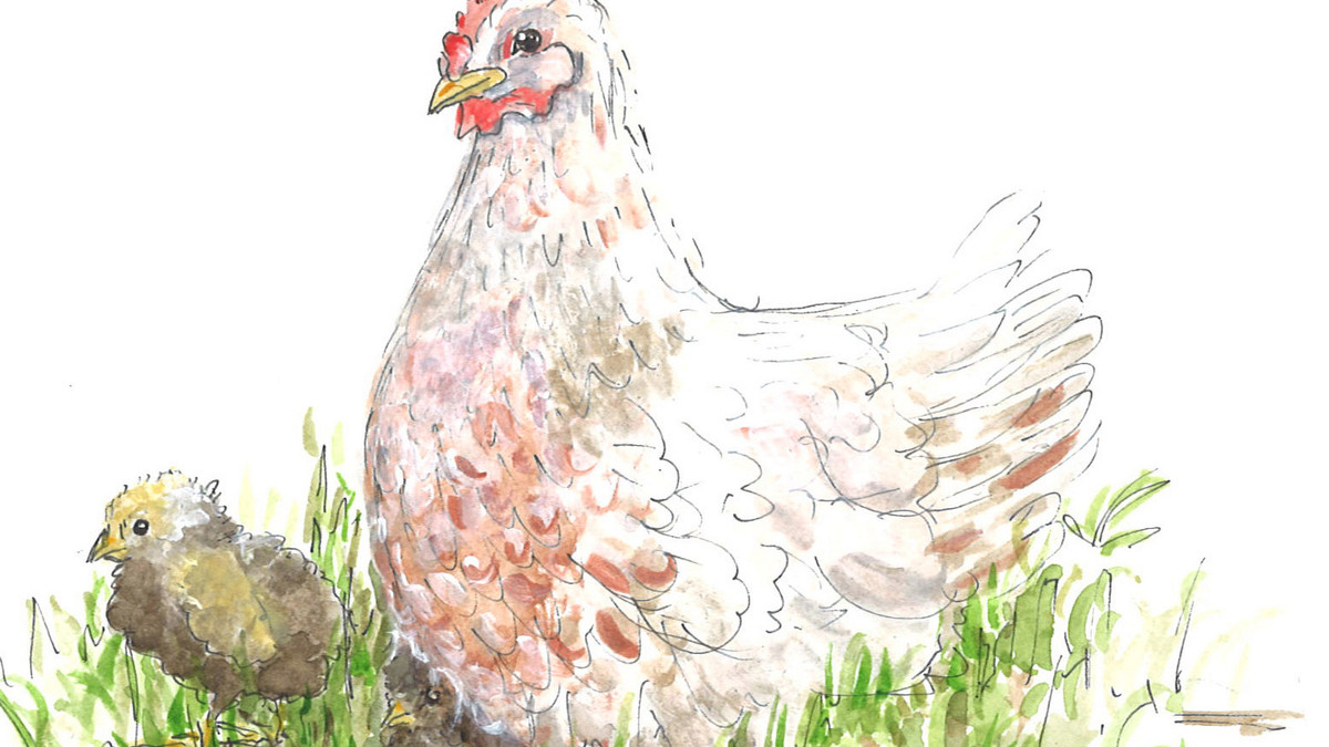 Das Bild zeigt ein Huhn mit Kücken