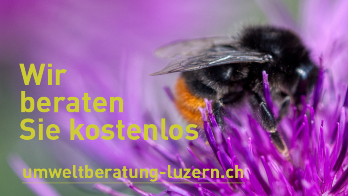 Plakate "Wildbiene": kostenlose Umweltberatung Luzern zum Download